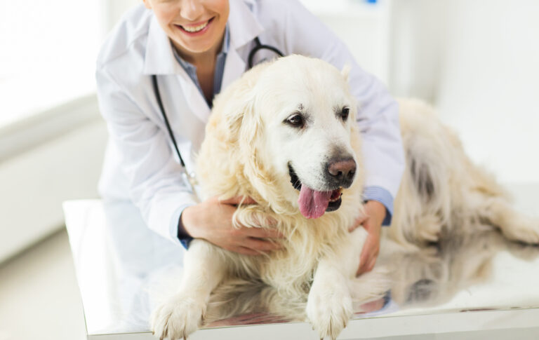 chien souffrant de diabète se faisant examiner par un vétérinaire