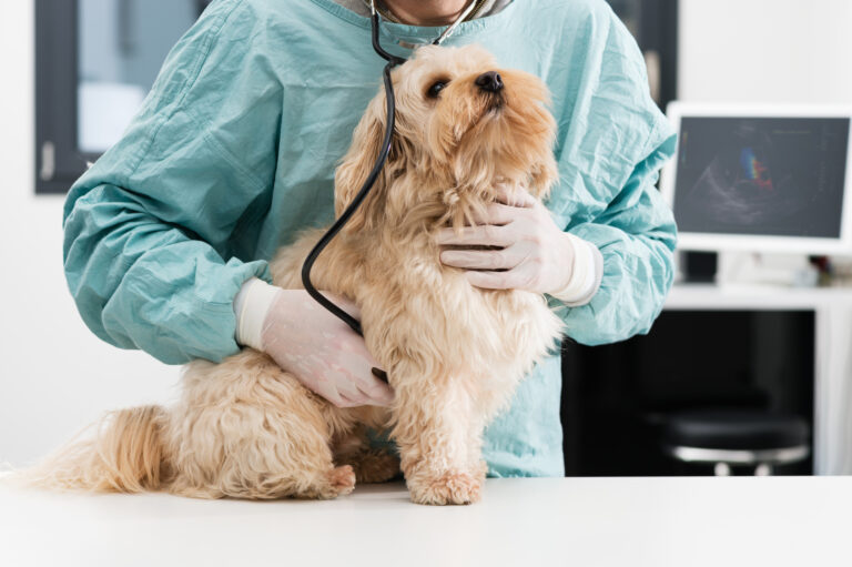 chien souffrant de pancréatite chez le vétérinaire
