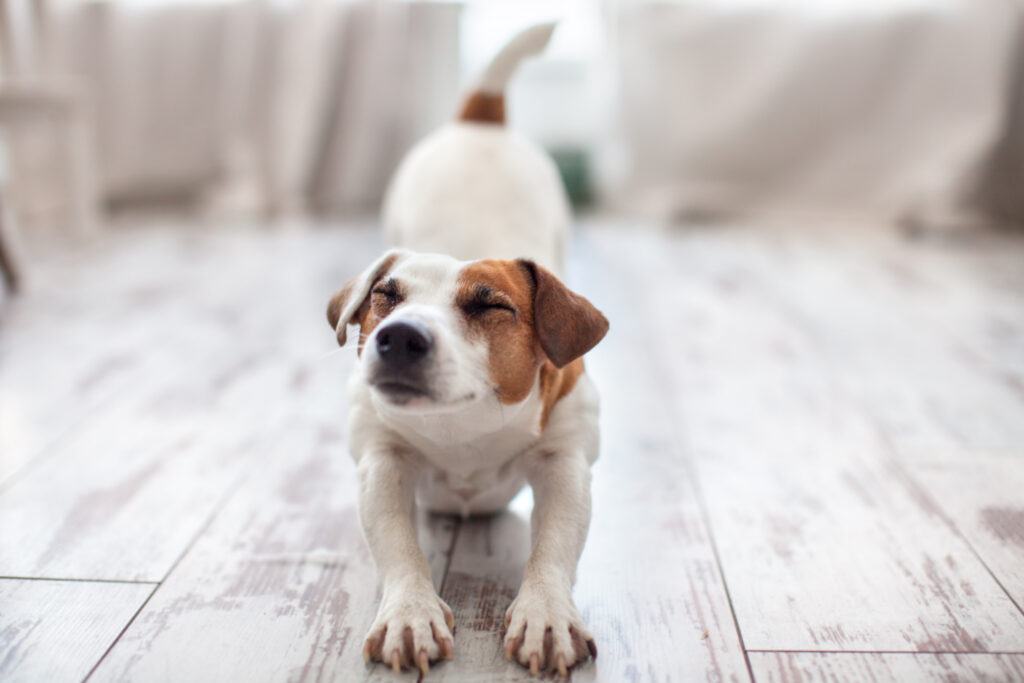 Remède Naturel pour le Pancréas chez le Chien et Chat