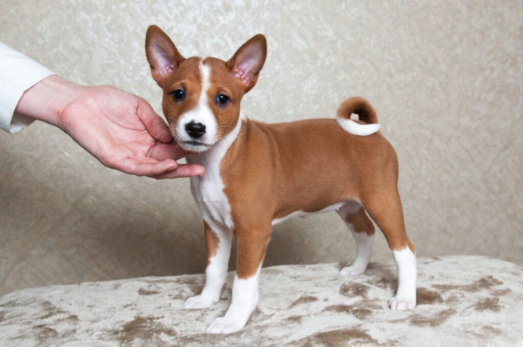 chiot basenji