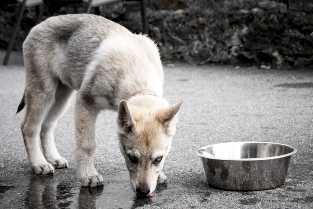 chiot chien loup tchécoslovaque à côté d'une gamelle de croquettes