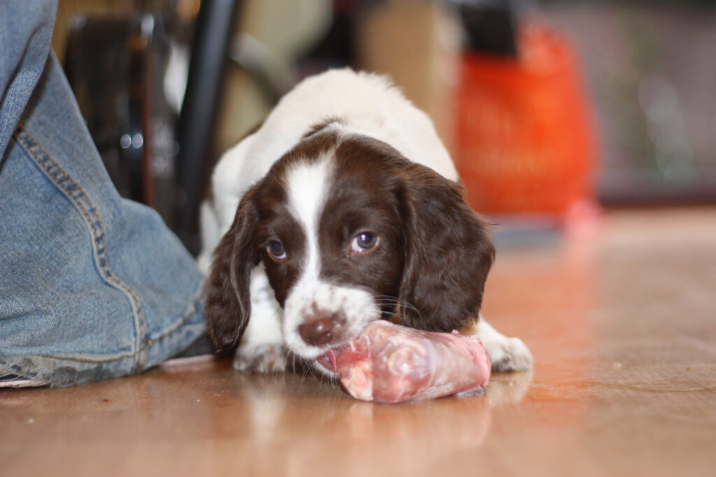 chiot qui mange de la viande crue barf