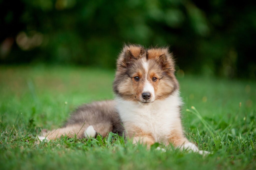 chiot berger des shetlands brun dans l'herbe