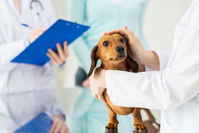 chien souffrant de parvovirose chez le vétérinaire