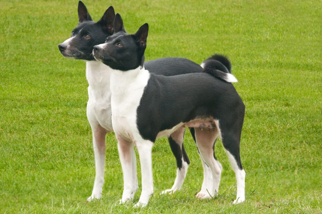 deux basenjis noir et blanc