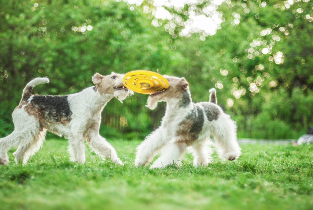 deux fox terriers qui jouent au frisbee