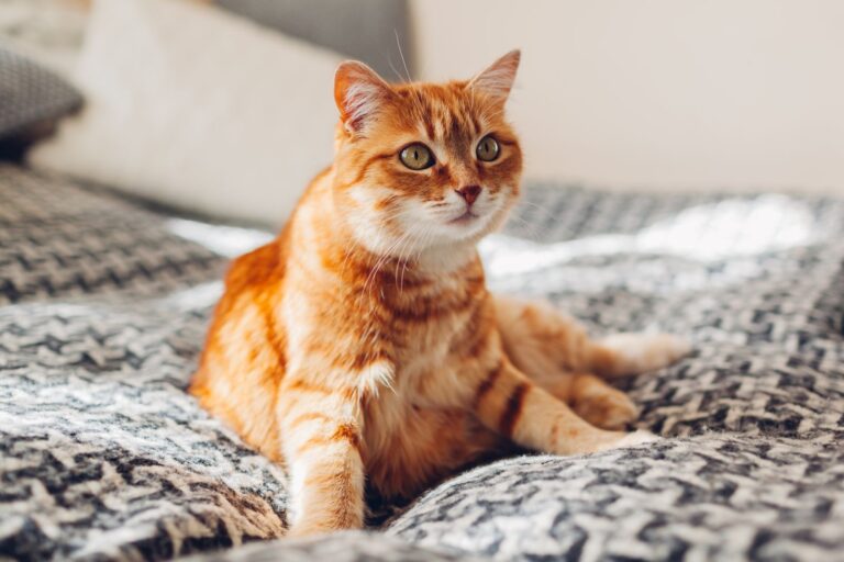 chat roux qui se repose sur un lit après une crise d'épilepsie
