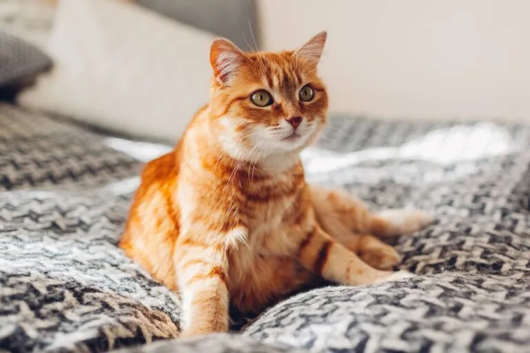 chat roux chat roux qui se repose sur un lit après une crise d'épilepsie