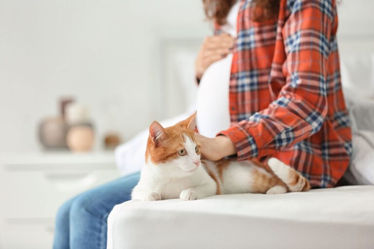 chat couché à côté d'une femme enceinte