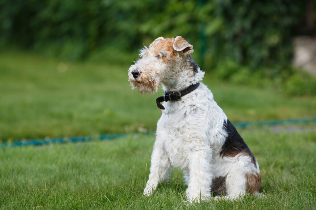 fox terrier assis dans l'herbe