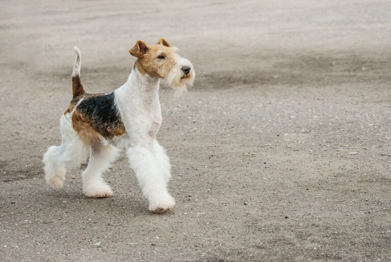 fox terrier qui marche