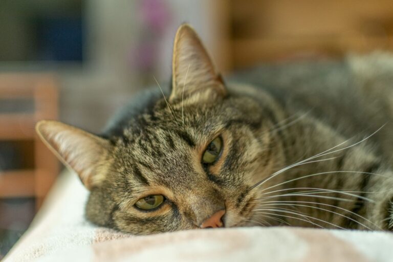 chat couché sur une couverture souffrant de gastrite