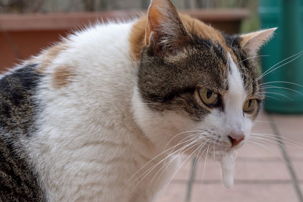 chat souffrant de gastrite qui bave