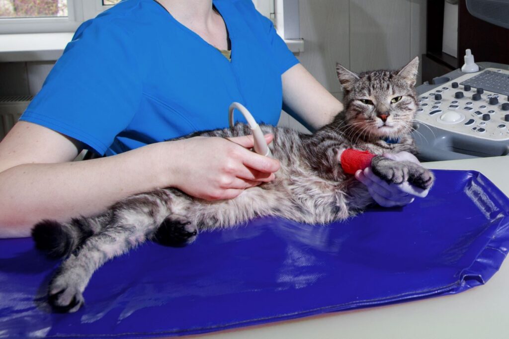 chat souffrant de gastrite chez le vétérinaire