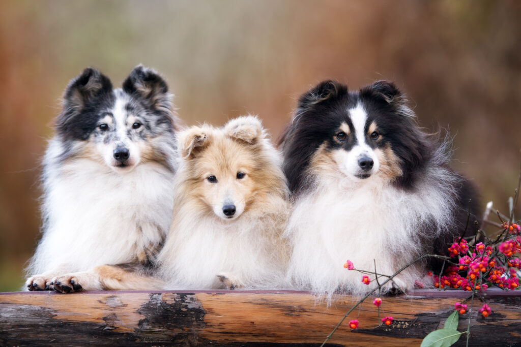 trois chiens bergers des shetlands