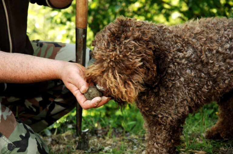 chien truffier lagotto romagnolo qui renifle une truffe