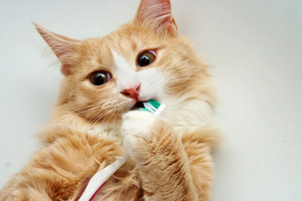 Un chat roux qui joue avec une brosse &agrave; dents dans une baignoire blanche