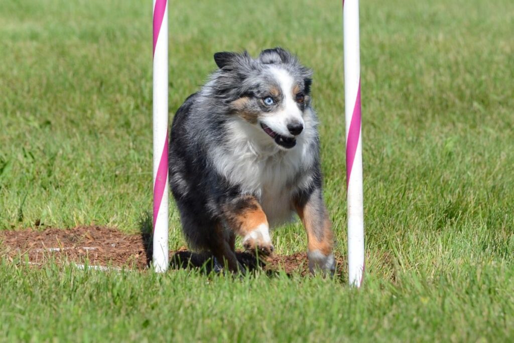 chien berger américain miniature qui fait de l'agility