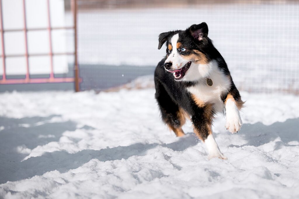 berger américain miniature dans la neige