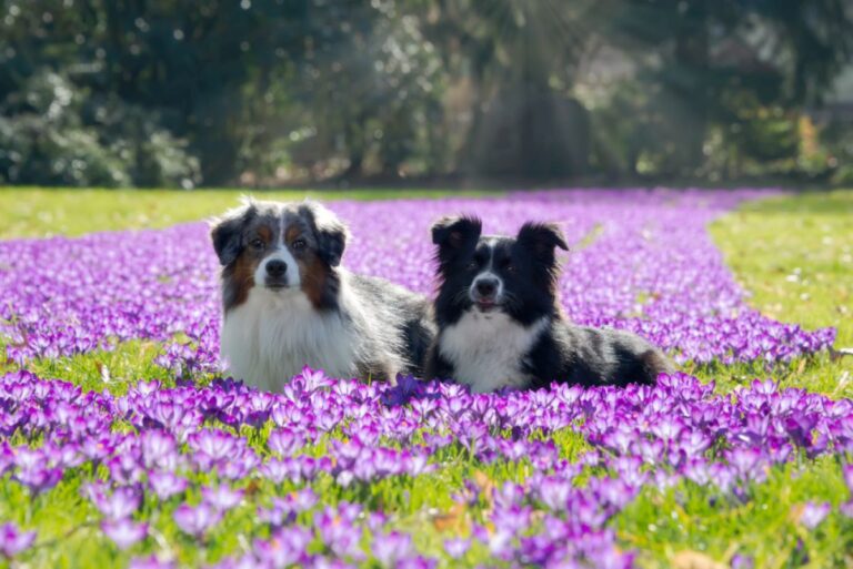 deux bergers américains miniatures dans un champ de fleurs violettes