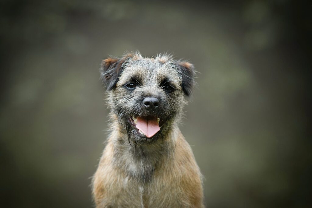 border terrier qui sourit