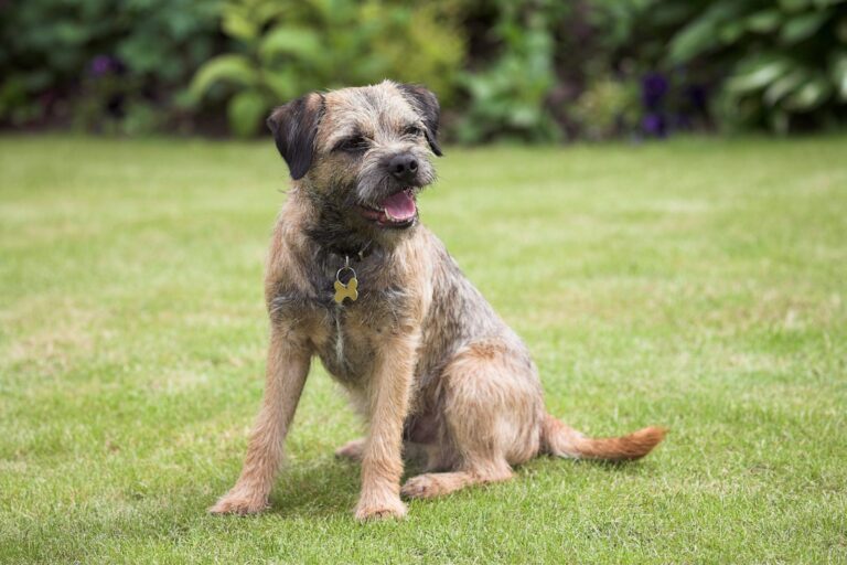 Border terrier assis dans l'herbe