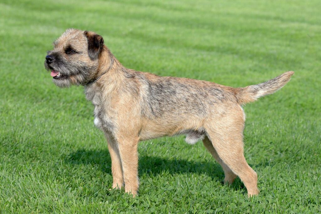 chien border terrier debout dans l'herbe