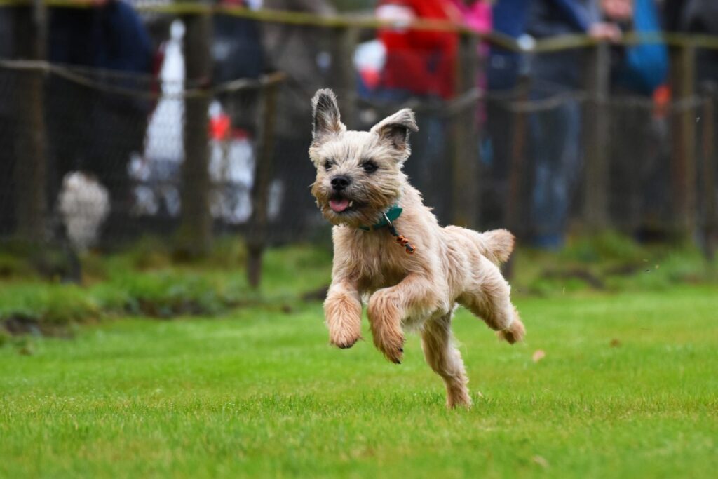 border terrier qui court