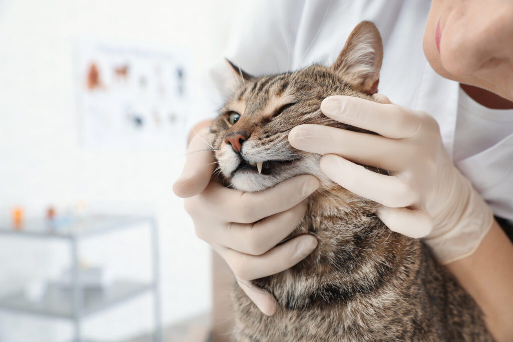 chat avec du tartre se faisant examiner par un vétérinaire