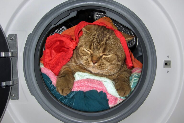 chat dormant dans une machine à laver