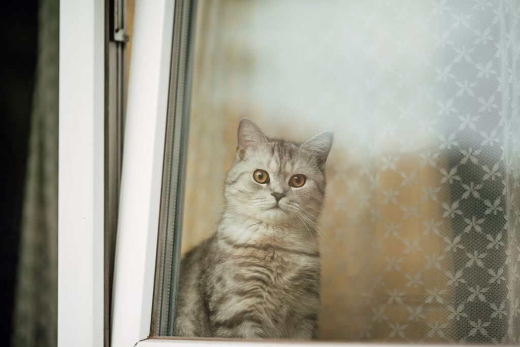 chat devant une fenêtre oscillo-battante non sécurisée