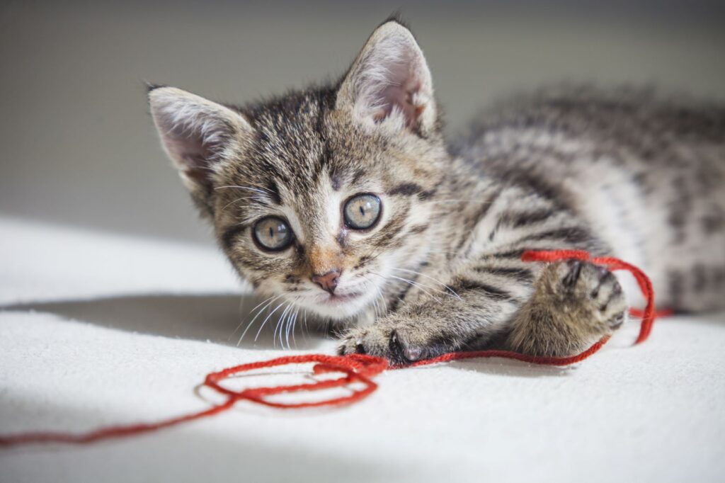 chat jouant avec une ficelle