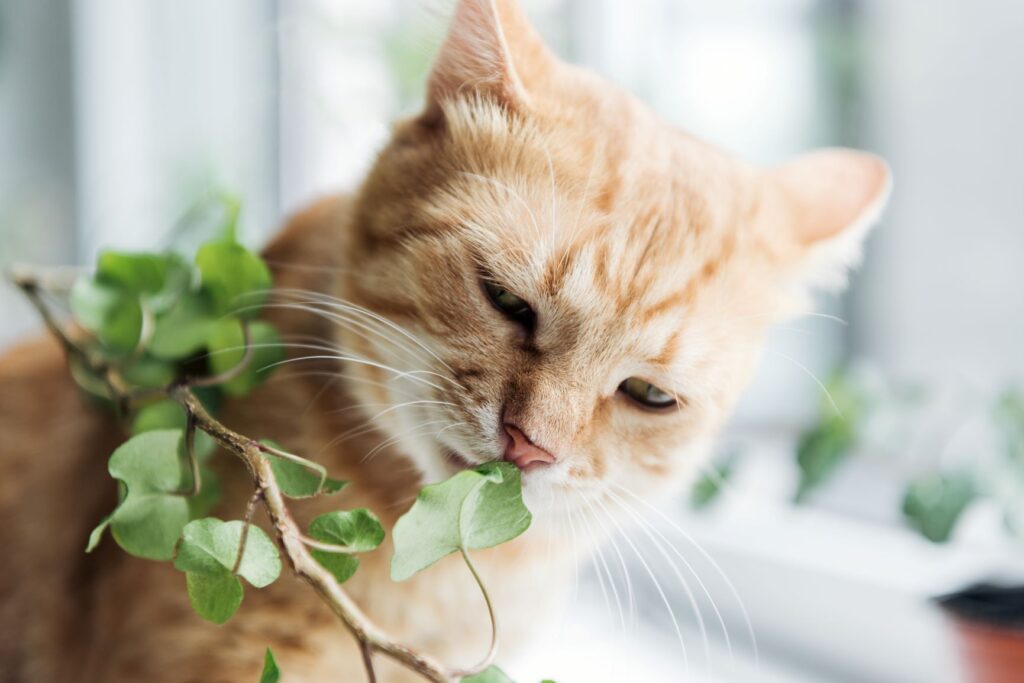 chat qui grignote une plante
