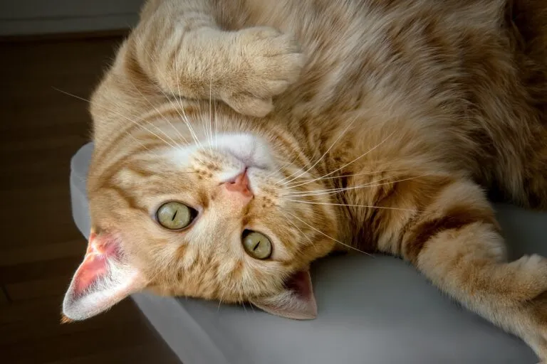chat polydactyle chat polydactyle