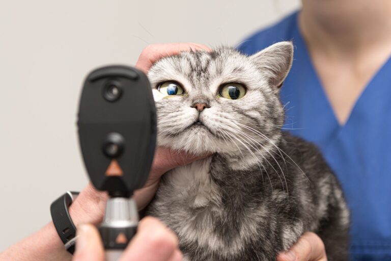 chat se faisant examiner par le vétérinaire après un AVC