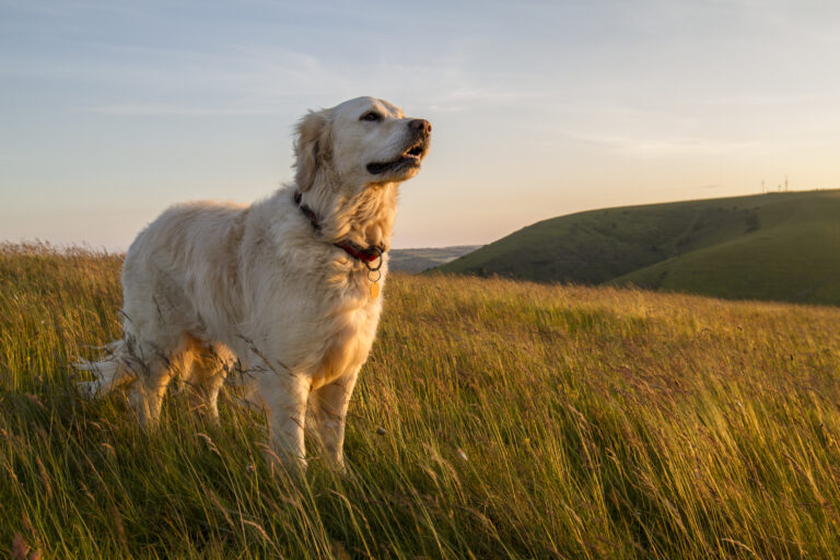 chien de race golden retriever debout dans l'hebre au coucher du soleil