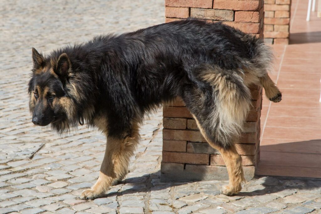 chien qui fait pipi chien qui fait pipi sur le mur d'une maison