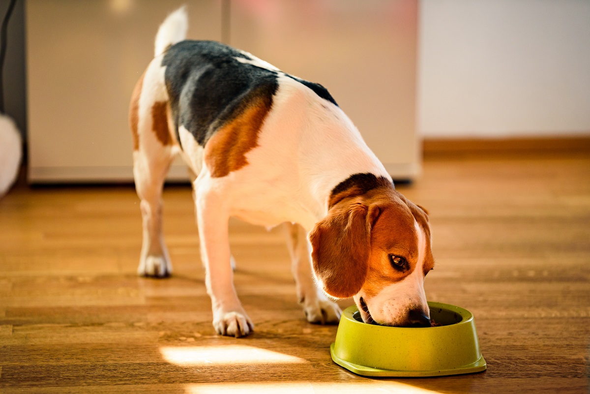 Allergie alimentaire chez le chien symptômes & traitement