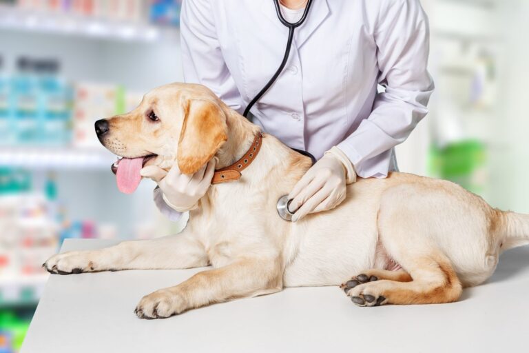 chien qui ne fait pas pipi chez le vétérinaire