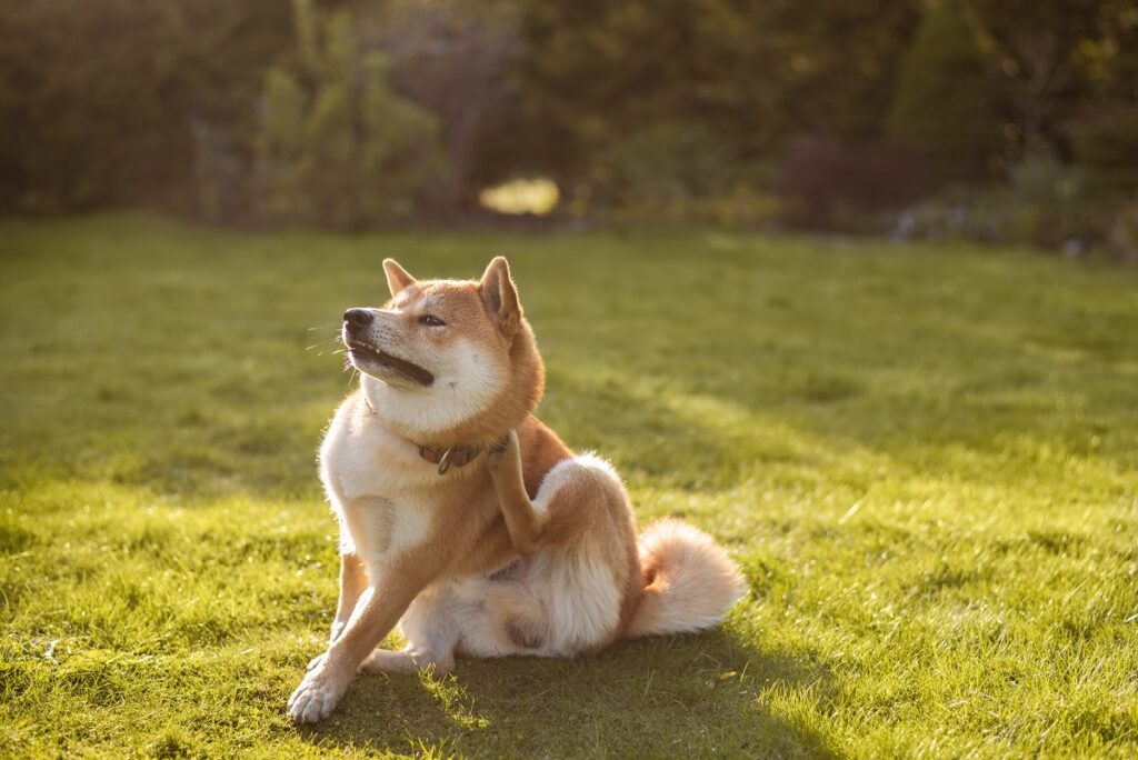 chien allergique qui se gratte