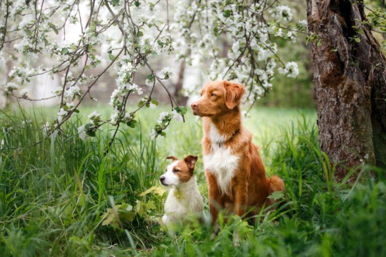 deux chiens dans des buissons qui risquent d'attraper des tiques
