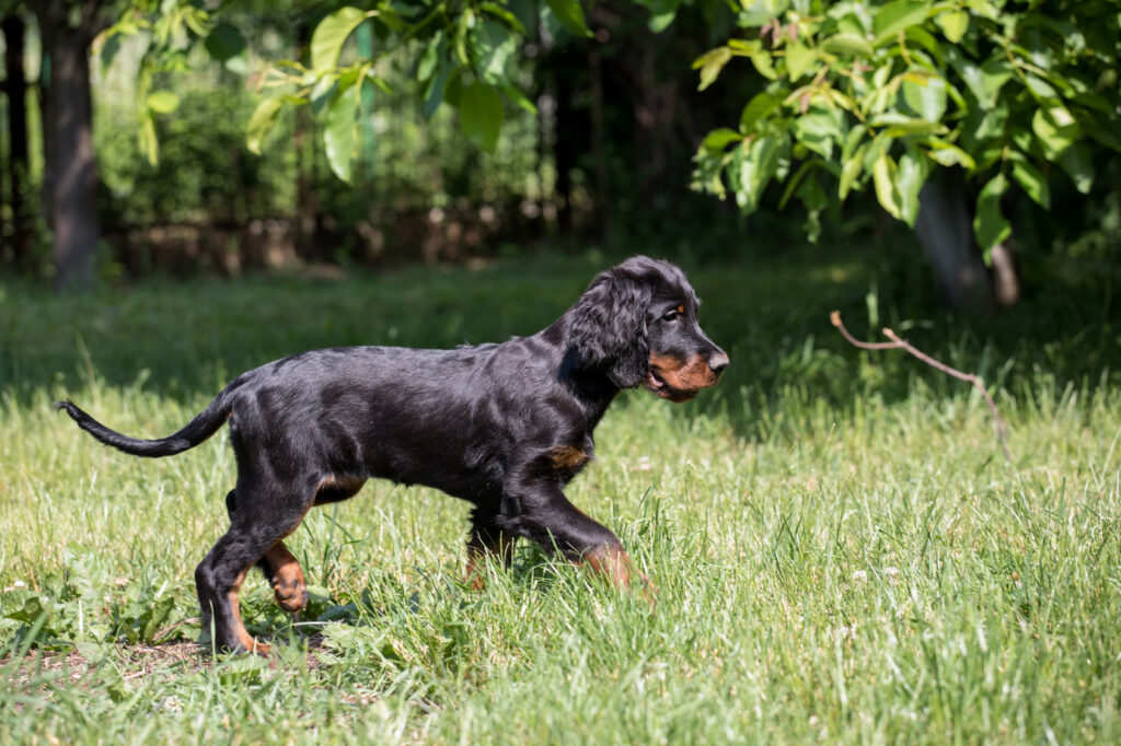 chiot setter gordon