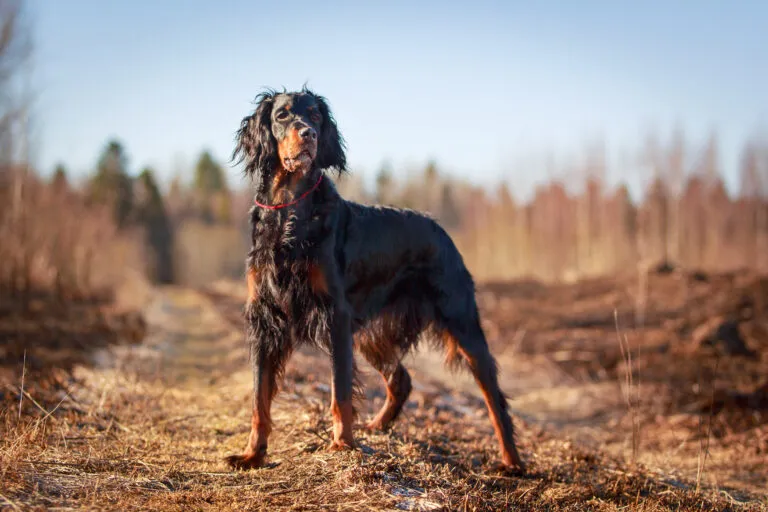 setter gordon dans la nature