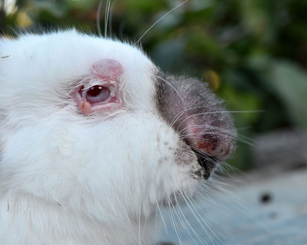 lapin souffrant de myxomatose de profil lapin souffrant de myxomatose de profil