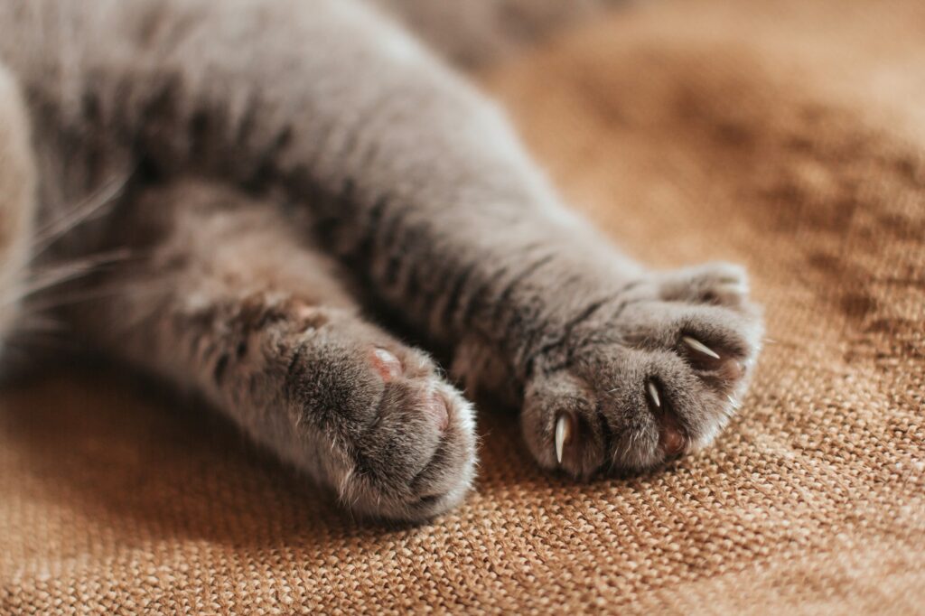 pattes avant d'un chat polydactyle