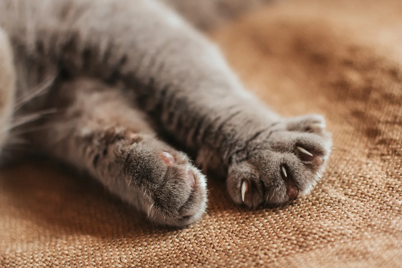 pattes de chat polydactyle pattes avant d'un chat polydactyle