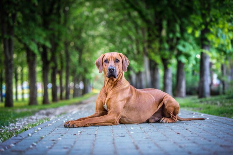 Rhodesian ridgeback couché dans un parc