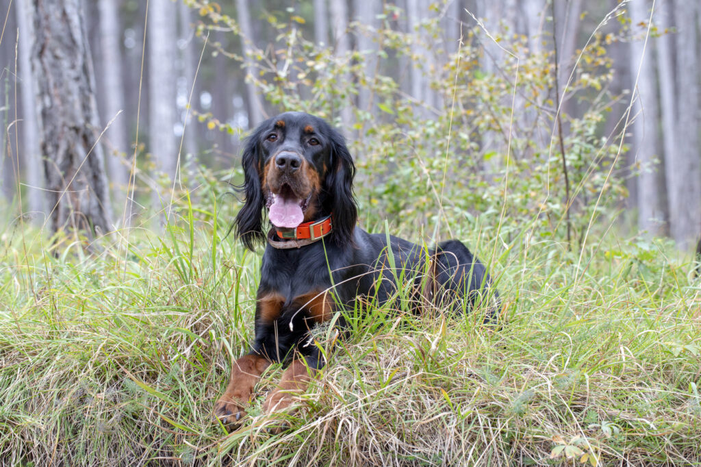 gordon setter couché dans la forêt