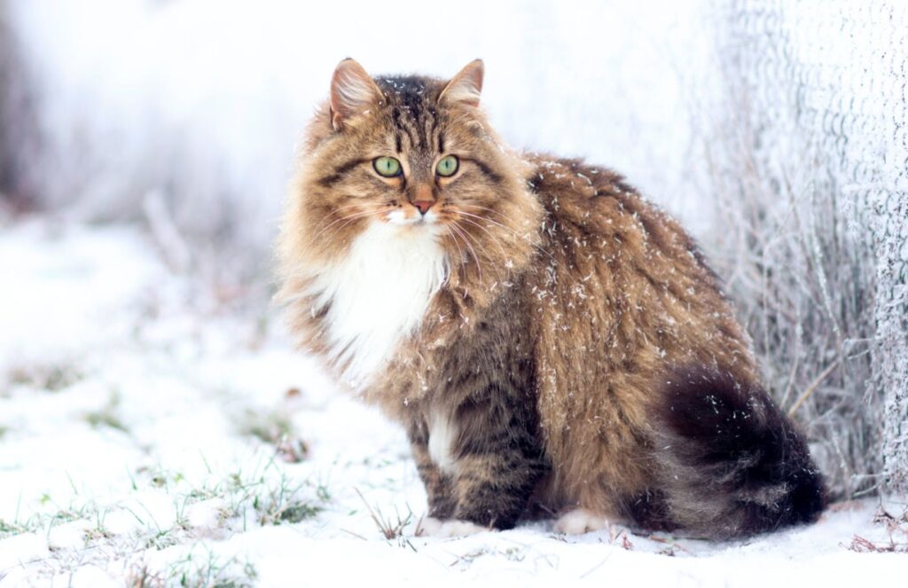 chat de race hypoallergène