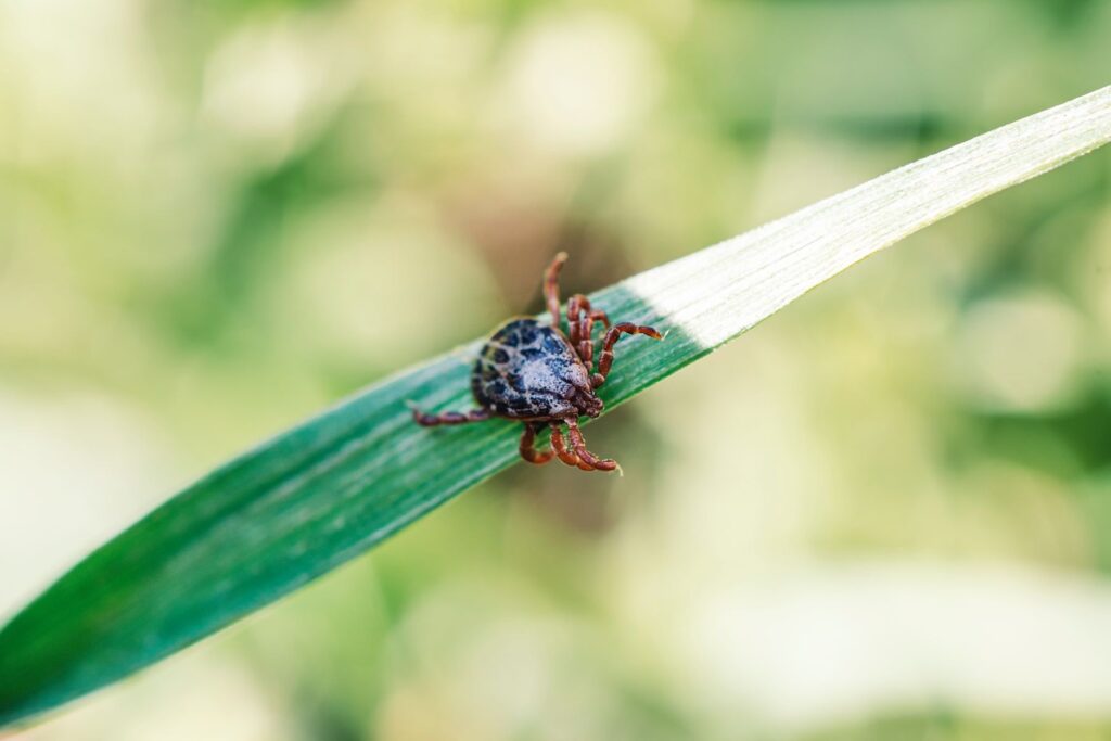 tique dermacentor marginatus à l'origine de la piroplasmose